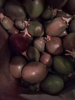 Passion Fruits