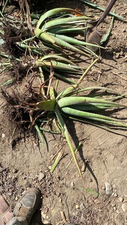 Large Aloe Vera Plant with Roots