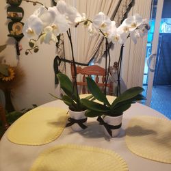 Orchids Both