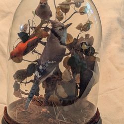 Victorian Taxidermy Dome