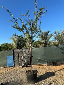 Guamuchy fruit tree 25gal
