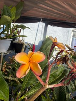 Cutting plumeria