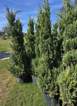 Juniper Blue Point Spiral 15gallon 8ft Tall 