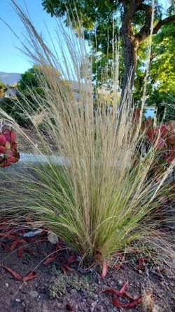 Mexican Feathergrass Seedlings
