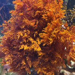 Dragons Breath Macroalgae