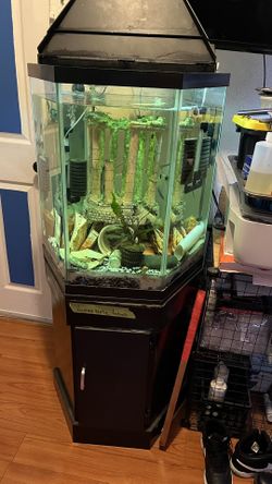 40 Gallon Tank