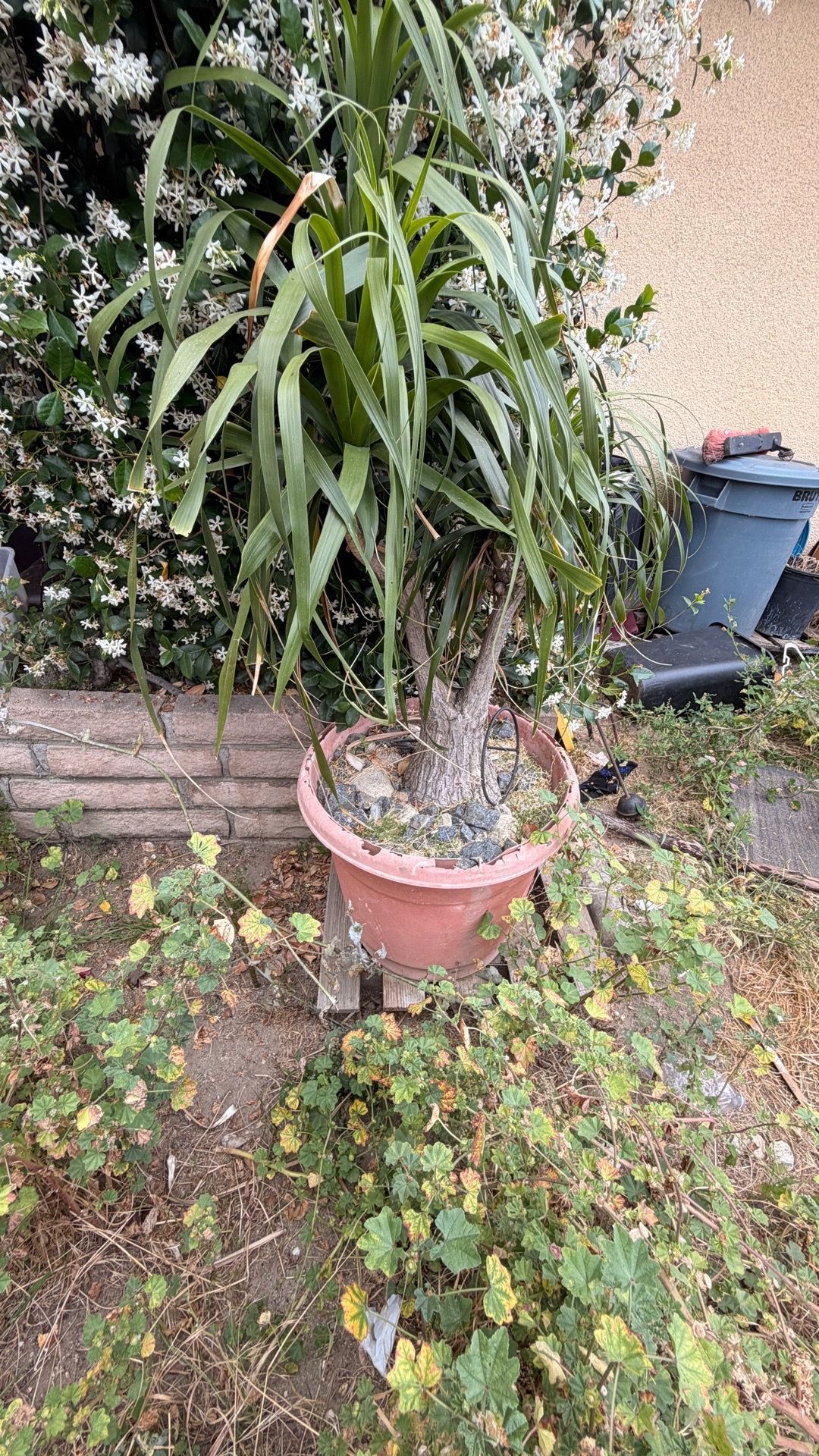 Large Indoor/Outdoor Tropical Plant in Pot – Mature & Low Maintenance