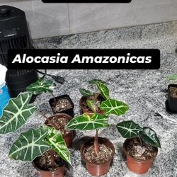 Small Plants For Sale in 2in Pot 