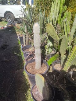 Old man cactus plant