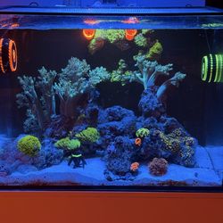 Saltwater Tank