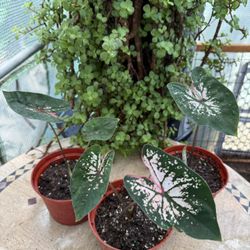 Caladium Live Plant 6” Pot Light Pink Dark Green Heart Shaped Houseplant 