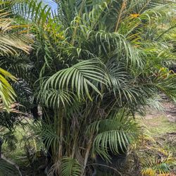 arecas Podocarpus Clusias Staring Over 8 To 9 Feet Tall Instant Privacy Hetde 