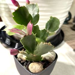 Christmas Cactus House Plant Will Bloom Soon In 3"H Pot With Attached Saucer.