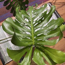 🌿 MONSTERA DELICIOSA – MATURE ROOTED NODE (3 LARGE SPLIT LEAVES) 🌿