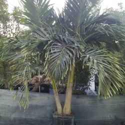 SALE! PRICE REDUCED! CHRISTMAS PALM IN 15 GALLONS 5' FEET TALL WITH MULTIPLE TRUNK FOR ONLY $50! ONLY A FEW LEFT