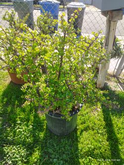 Elephant Bush Succulent Plant