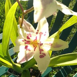 Orchids
