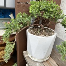 Bonsai Juniper 