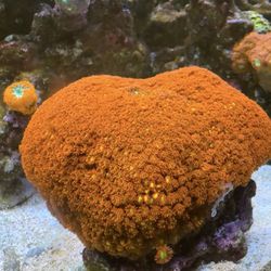 Fake Encrusting Goniopora Saltwater Reef Fish Tank Decoration