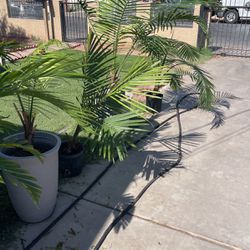 Palm Plants 
