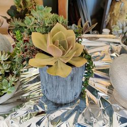 Real Homegrown Potted Succulent Plants 