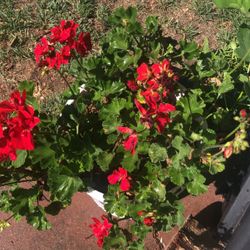 Zonal Geranium 