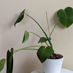 Monstera Deliciosa In Ceramic Pot