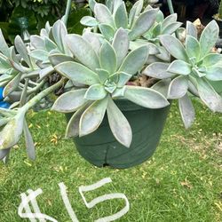 Succulent Hanging Basket