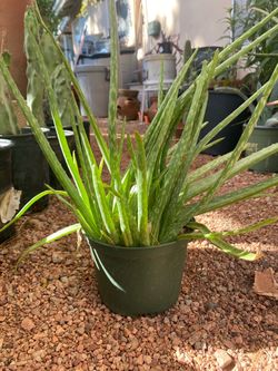 ALOE VERA