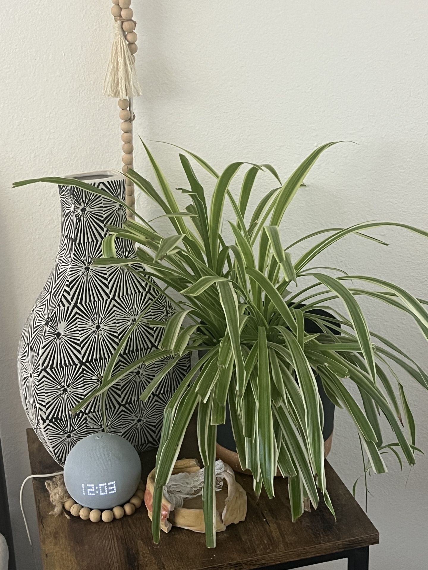 Plant