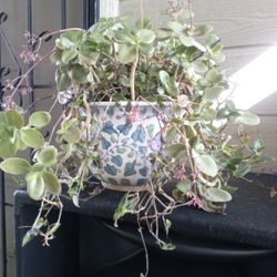 Plant With Vase And Vines