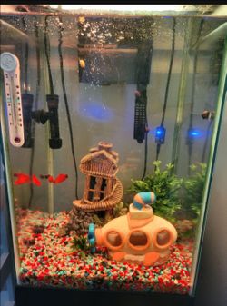 Mystery Snails