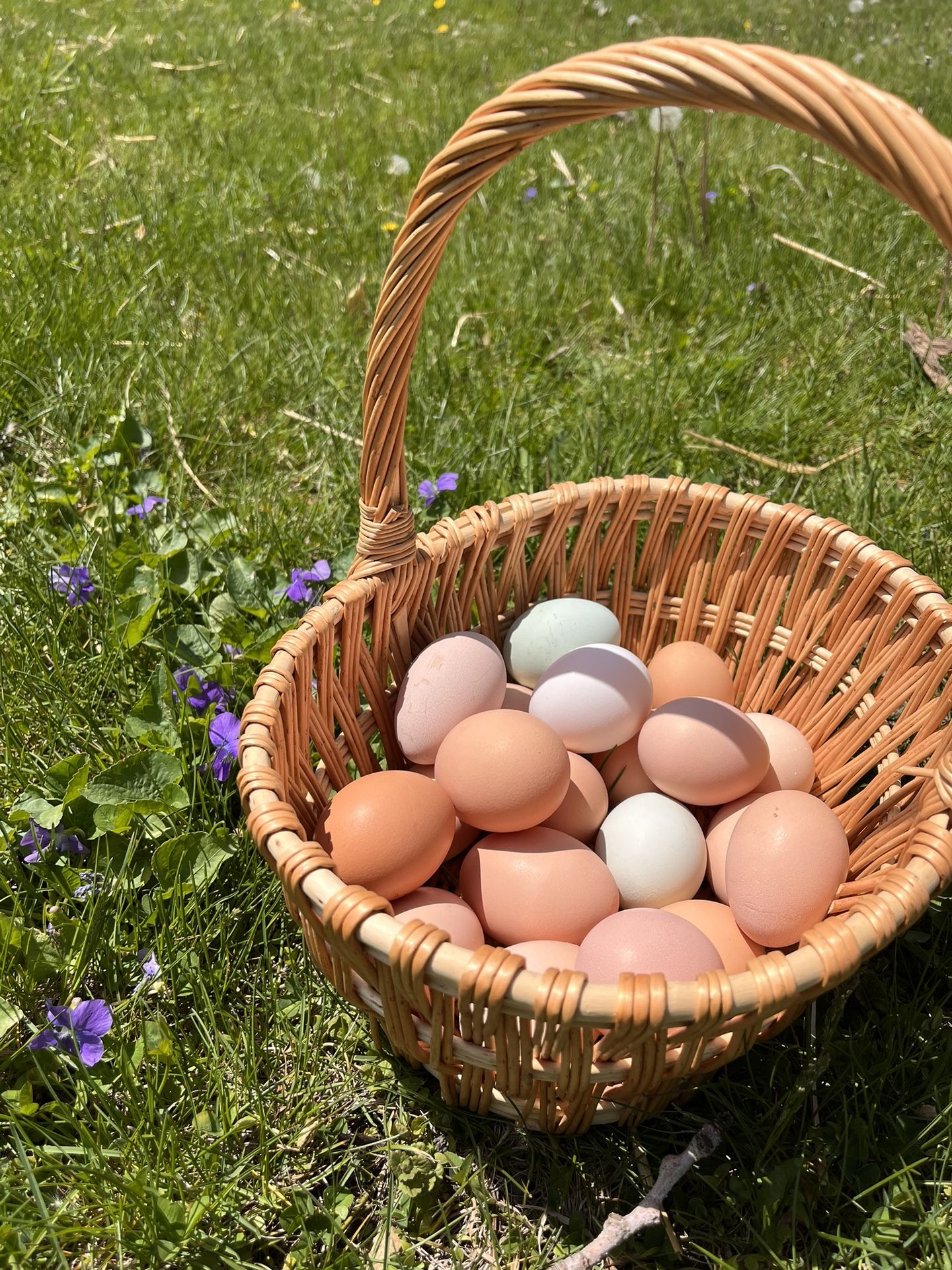 Organic, Soy-free Eggs!
