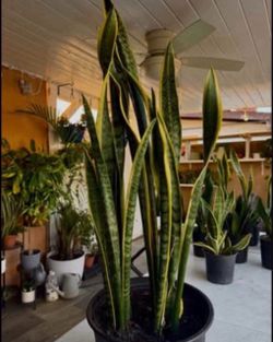 Snake Plant (Sansevieria)