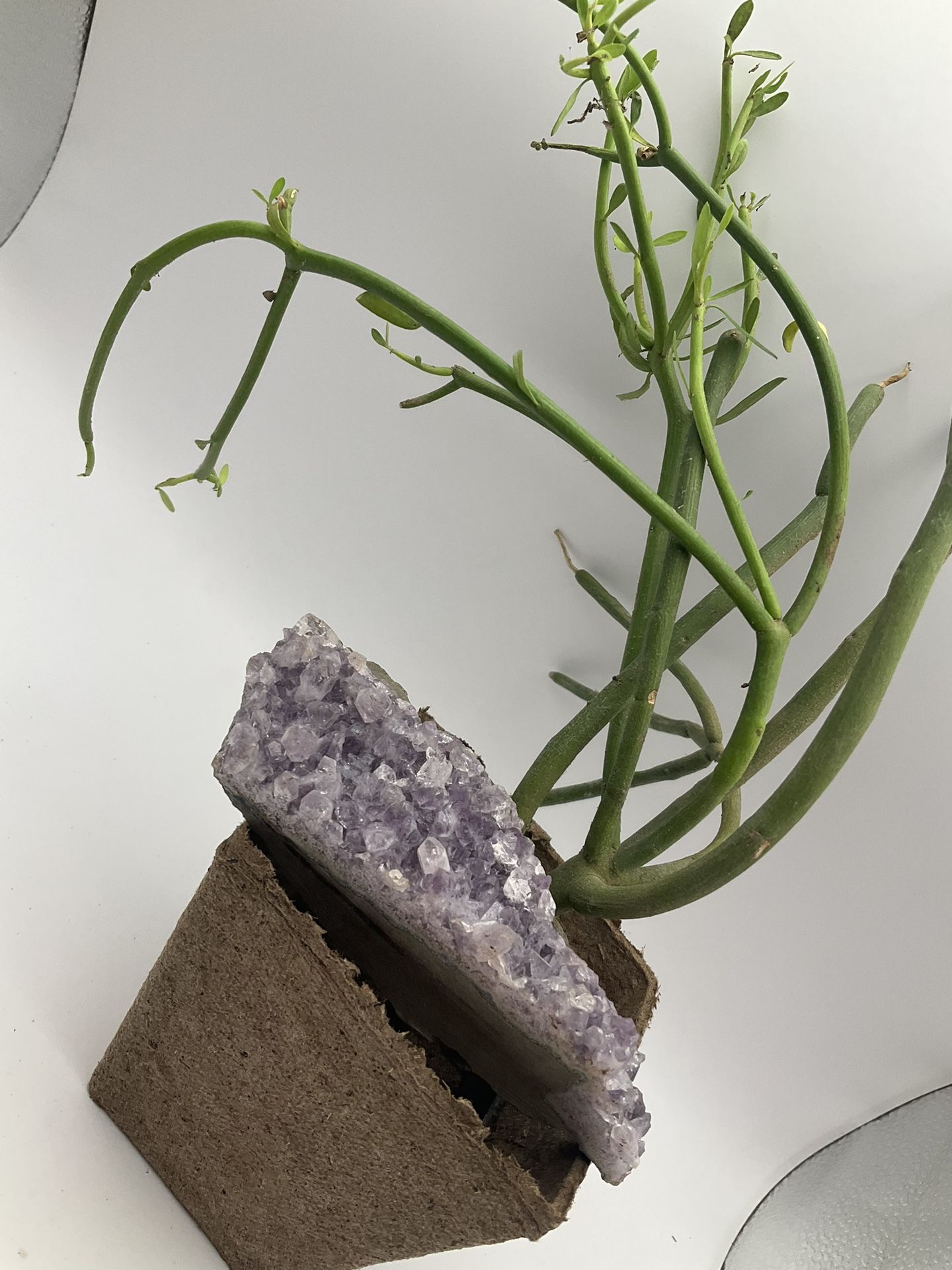 Rock And Plant 