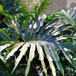 BEAUTIFUL LARGE  PHILODENDRON PLANTS 15GL $85💚💚