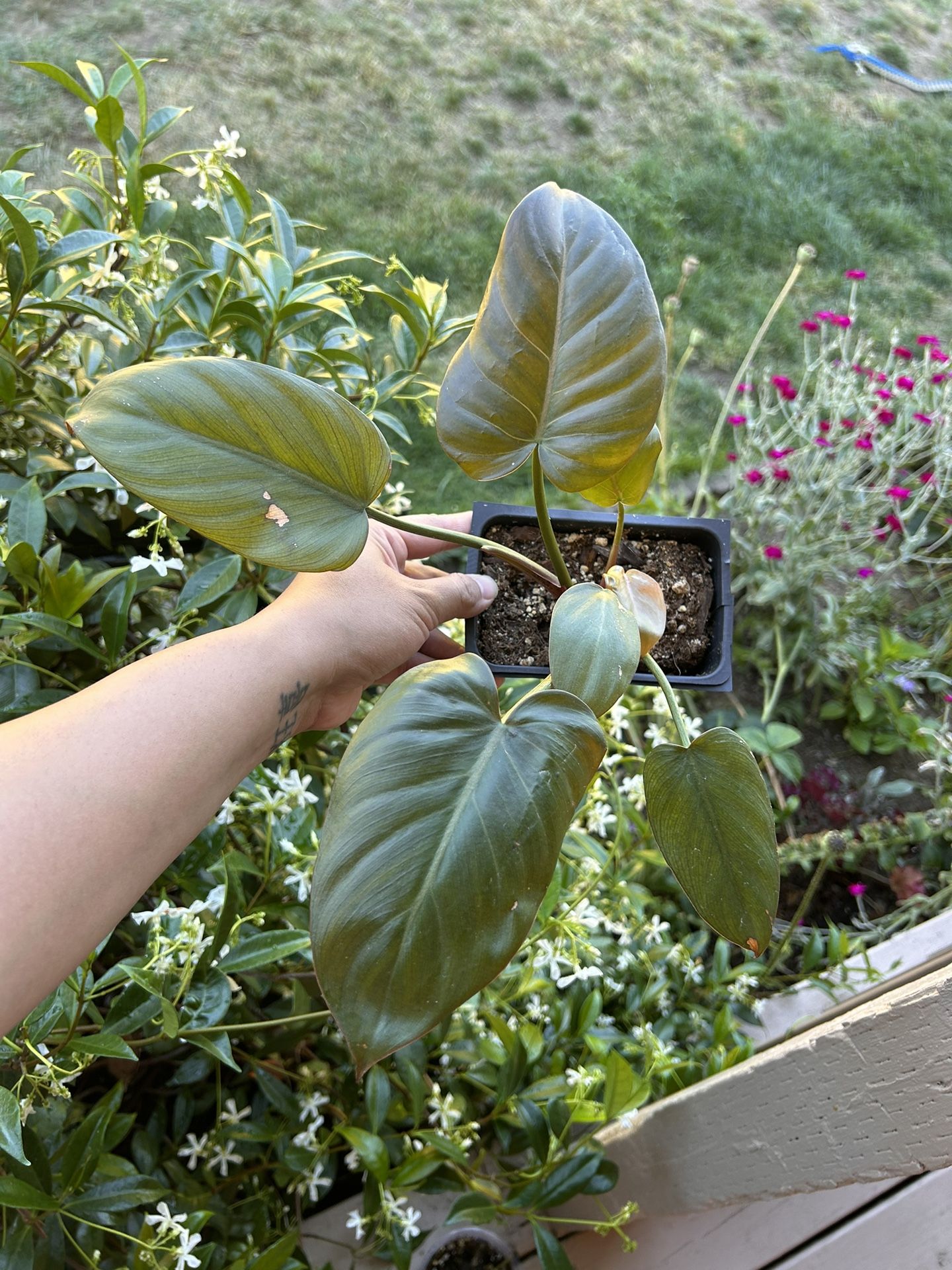 Philodendron summer glory