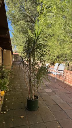 Mature Dragon Tree (dracaena marginata Plant)