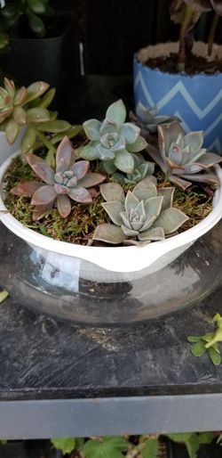 Suculent plants