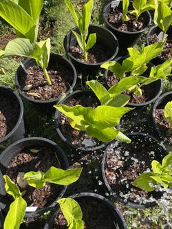 Miss Oklahoma Canna Lily