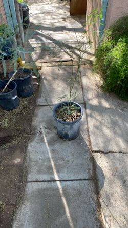 Mesquite,and Palo Verde Some 4’,and 5’ High, 15 Each