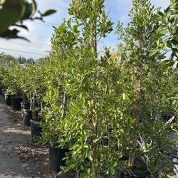 Indian Laurel Columns, Ficus nitida ‘Columns’ , Ficus tree, shade or Hollywood Hedge and privacy 15gal Size 