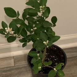 Key Lime