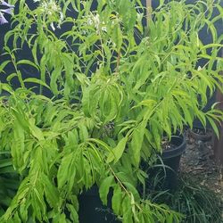 Potted Peach Plants 