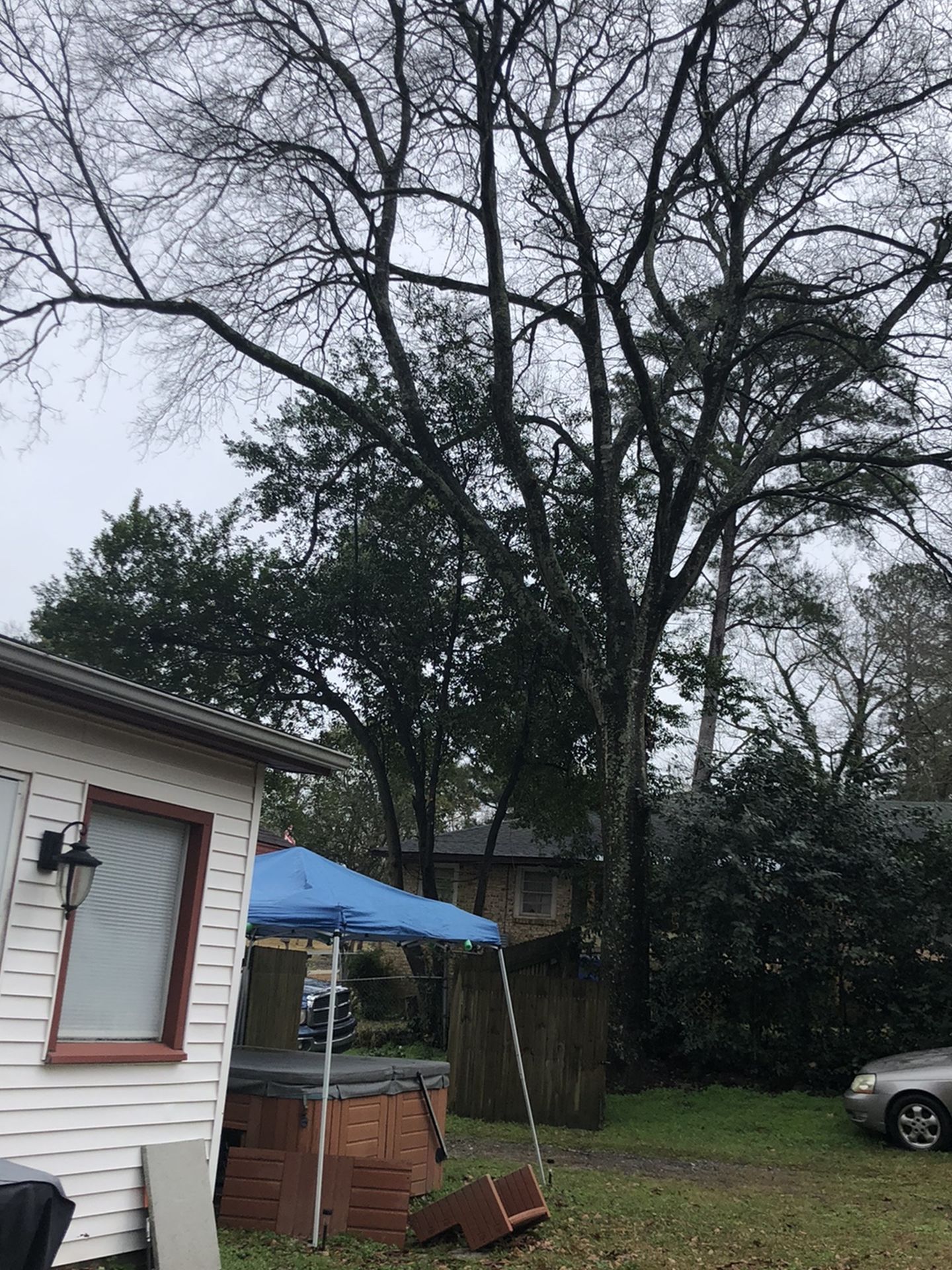 ISO Down Hardwood Trees