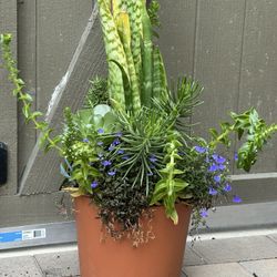 Assorted Succulent Plants 