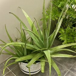Mature Aloe Plants