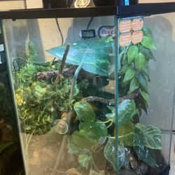 Reptile Tank/terrarium 