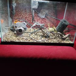 10 Gallons Aquarium 