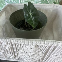 Beautiful Alocasia Plant 🪴 